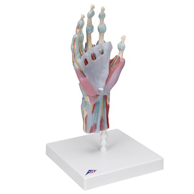 3B Scientific 4-Part Hand Skeleton Model with Ligaments and Muscles